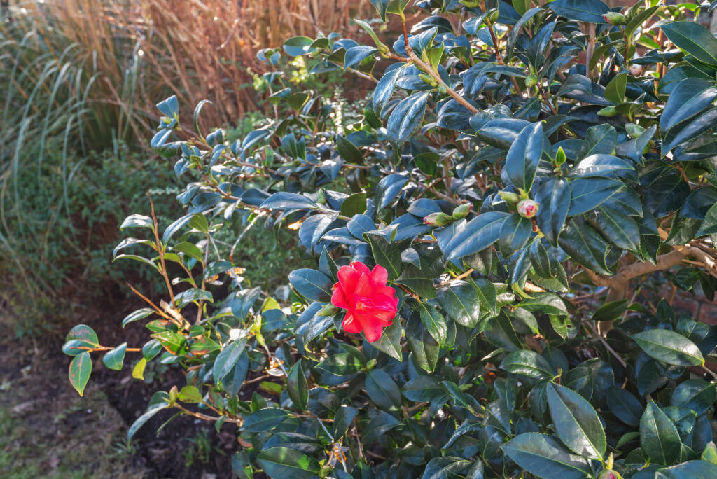 Back Garden