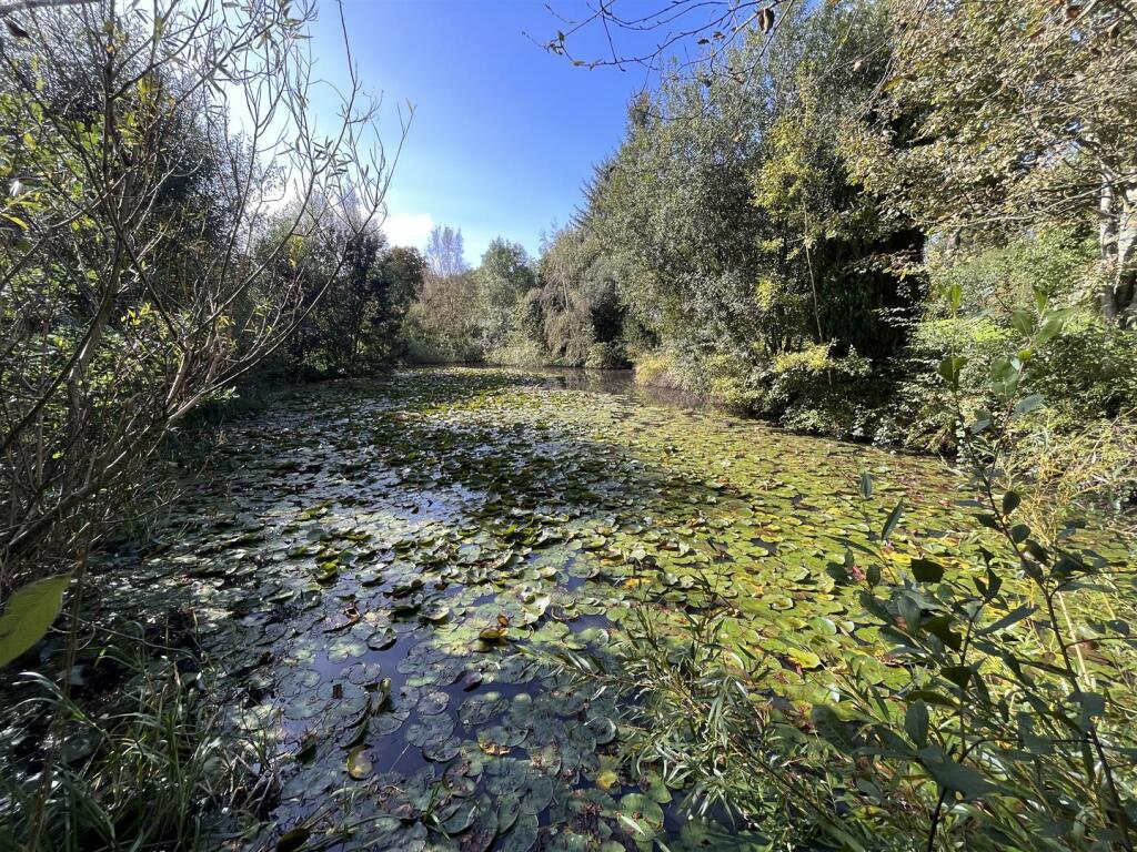 pond.JPG