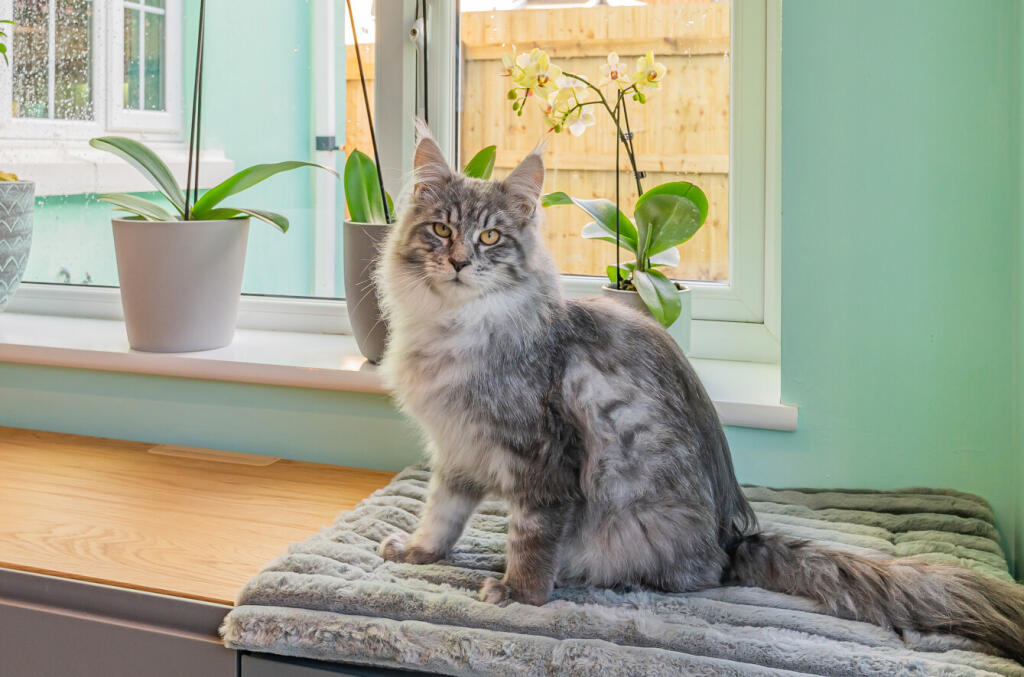 Gorgeous Cat!