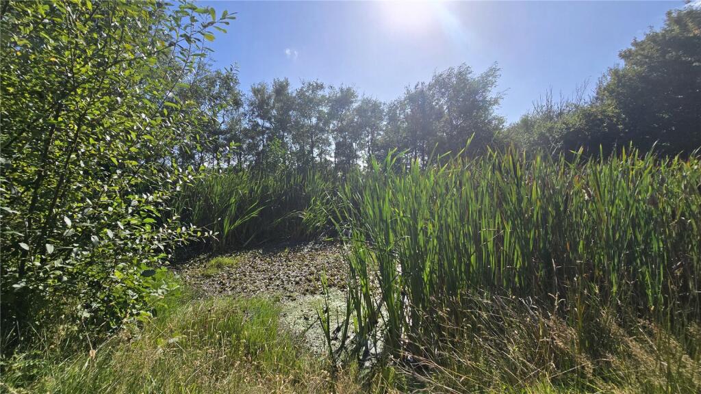 Pond