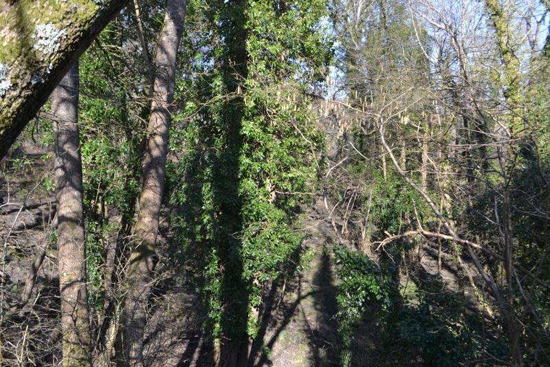 Woodland