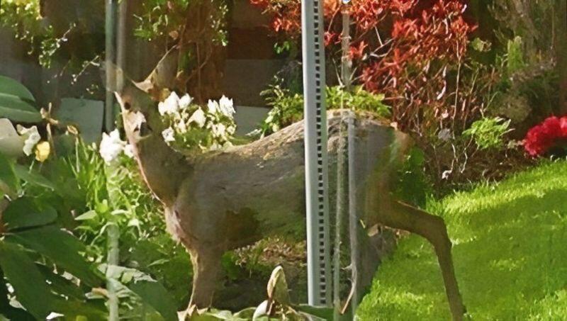 Deer in garden