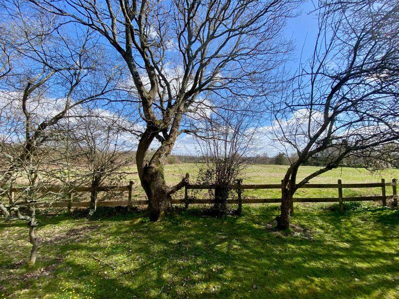 View from Garden