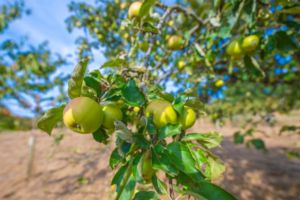 Orchard Trees