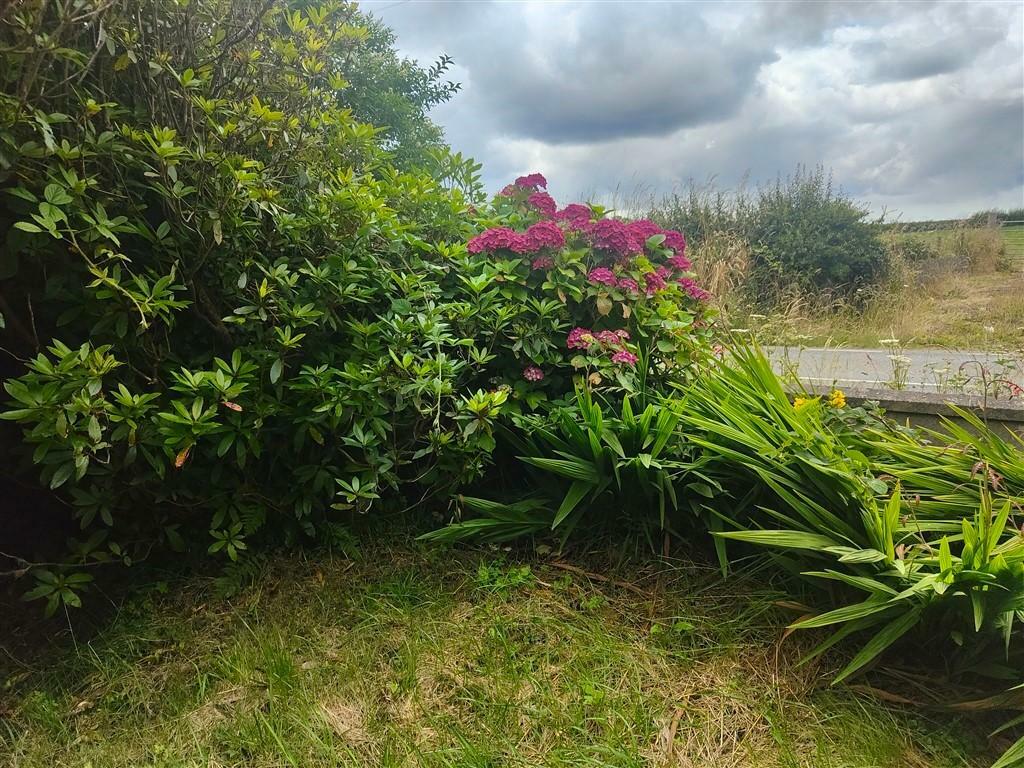 Garden - Another View