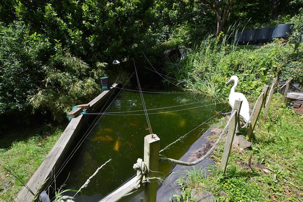 pond.JPG