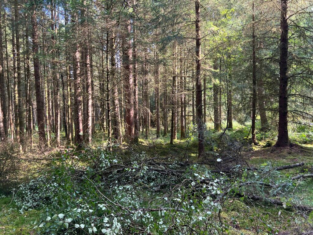 Forrest