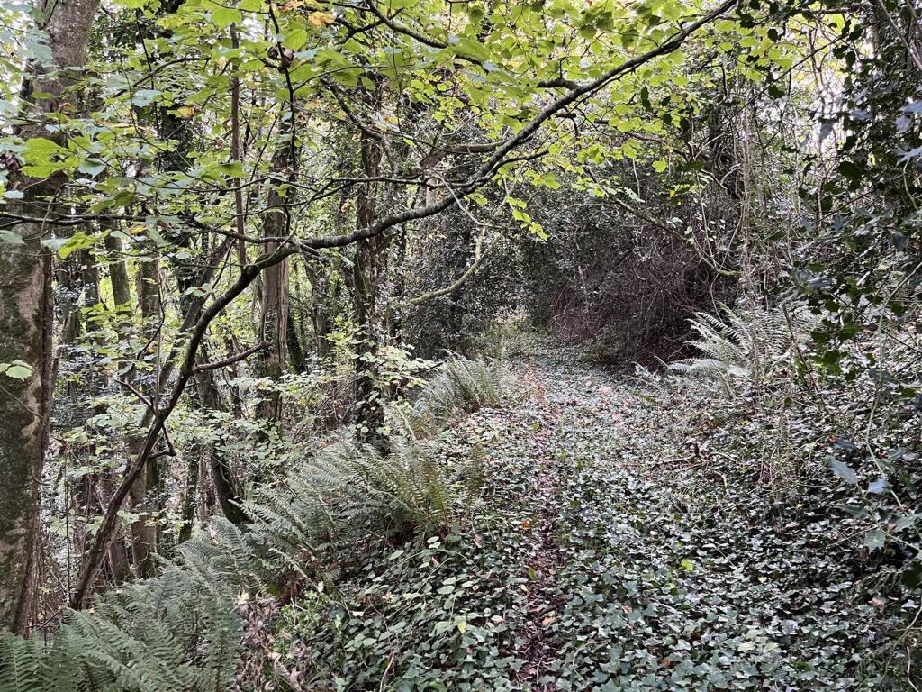 Woodland