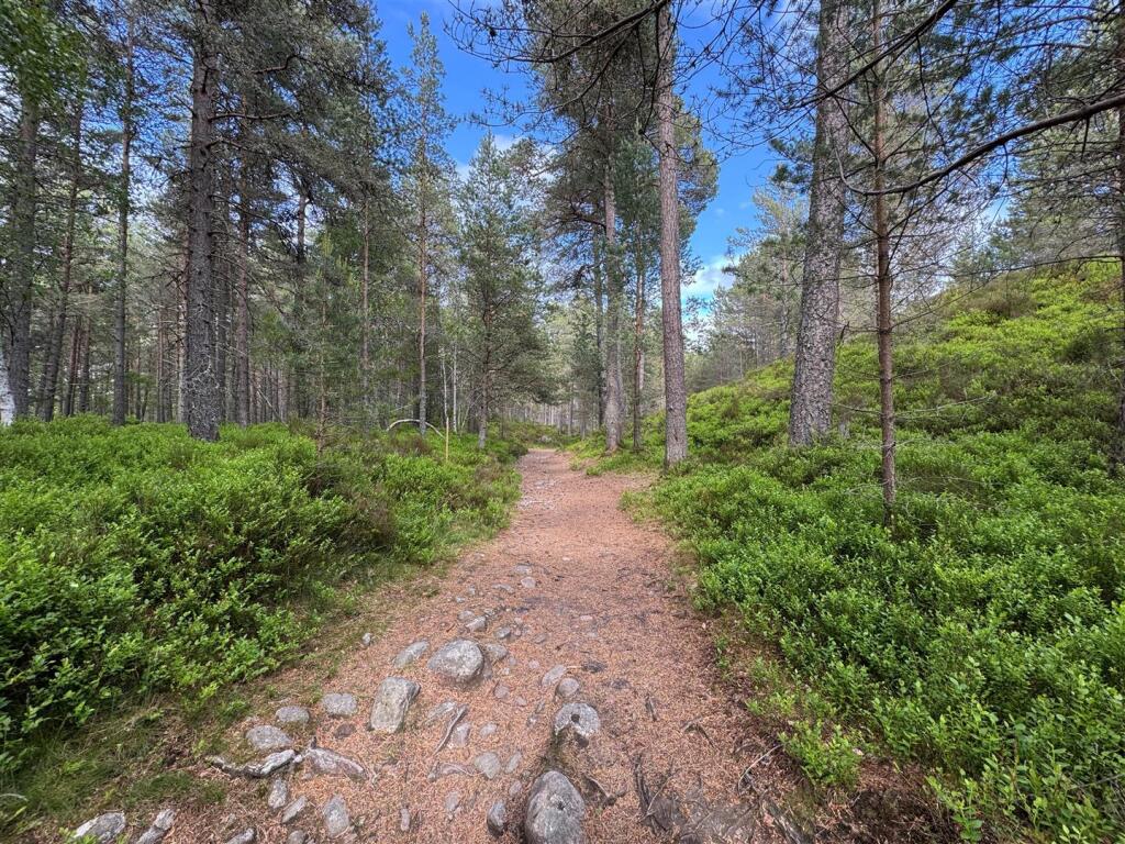 Woodland Walks