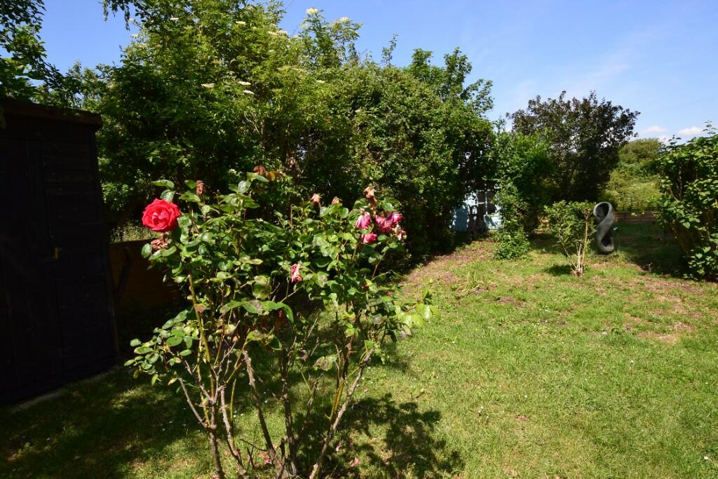 Garden roses