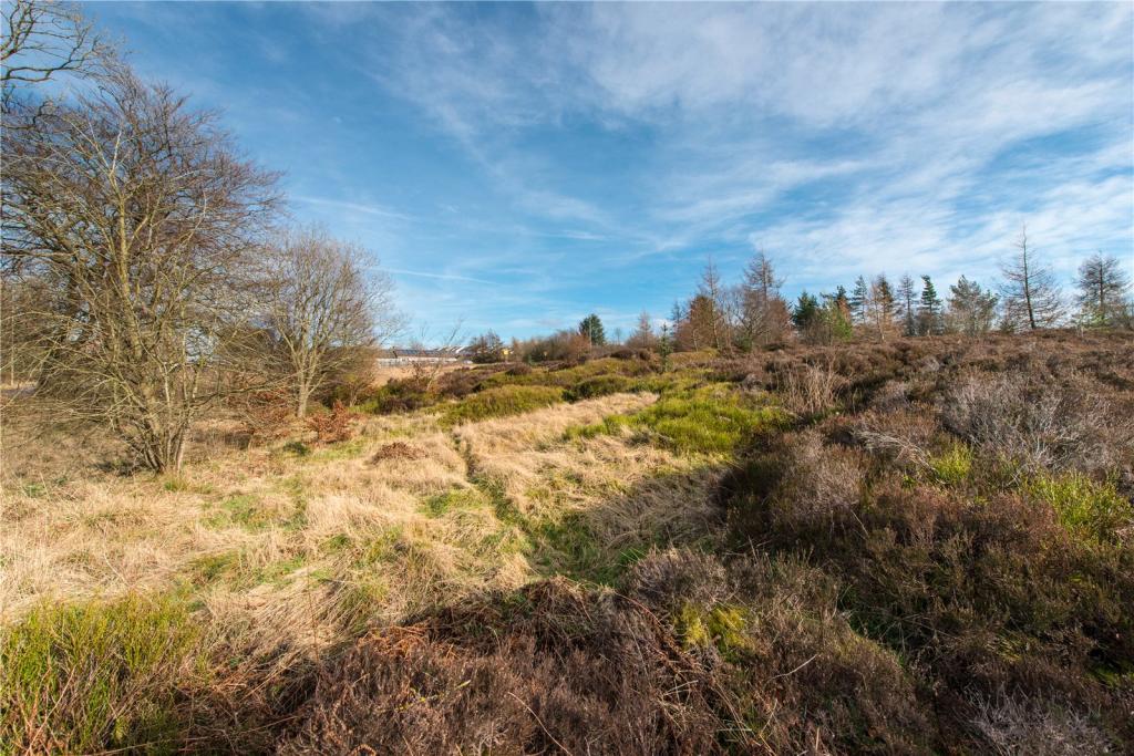 Scrubland 1