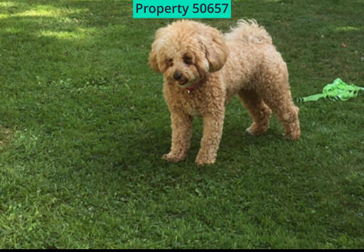 PREVIOUS CANINE TENANT BUT FELINES WELCOME TOO!