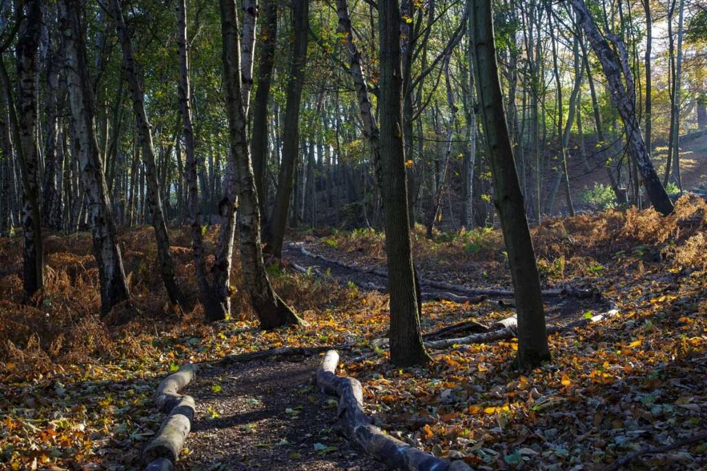 Woodland Walk