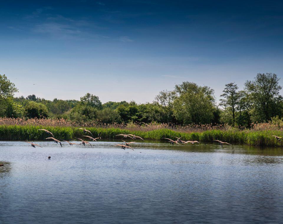 vb1481545_27600_sout