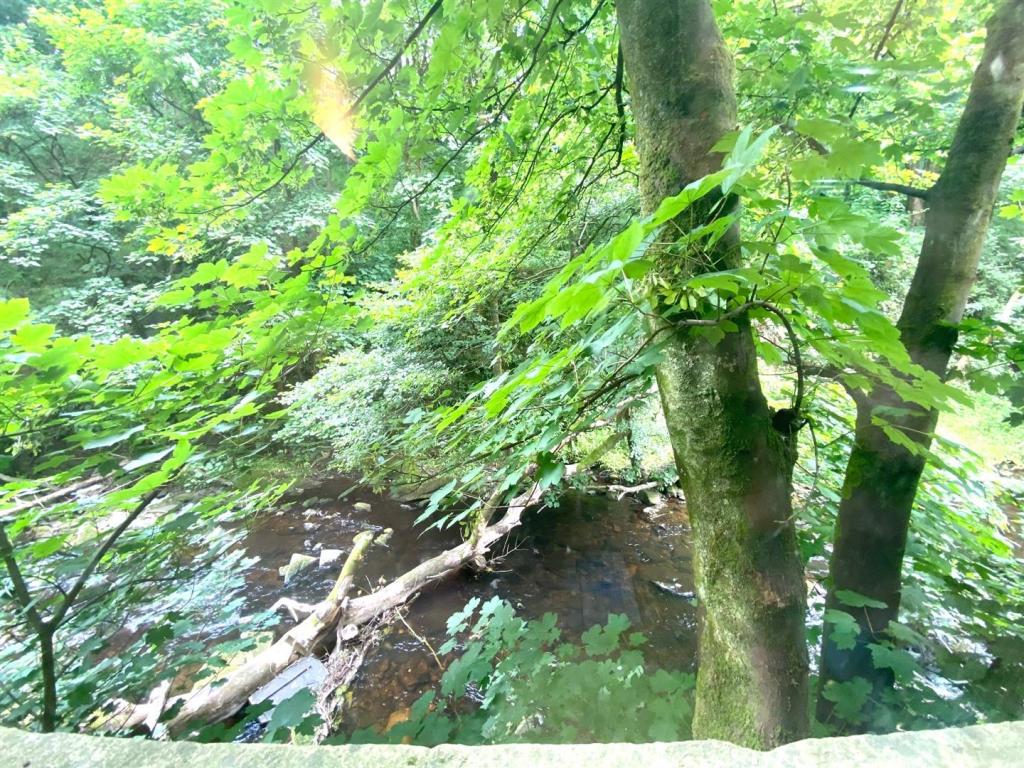 brook 2.jpg