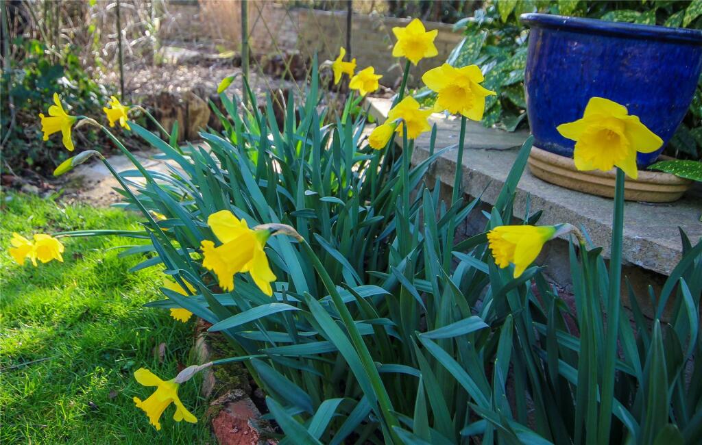 Rear Garden.