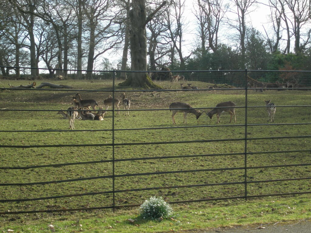 Deer Park