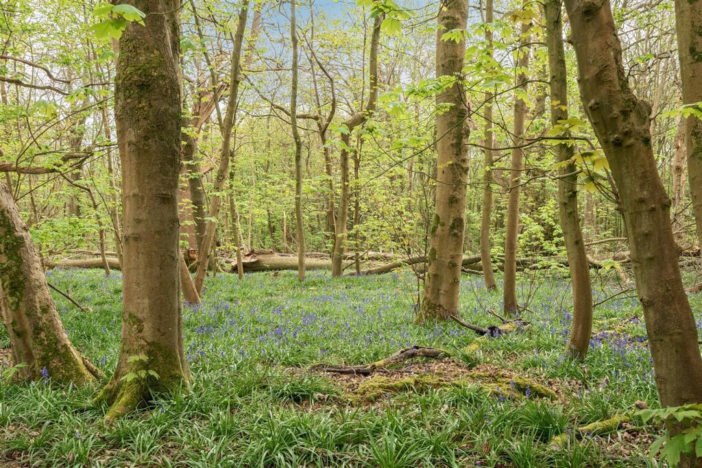 Woodland