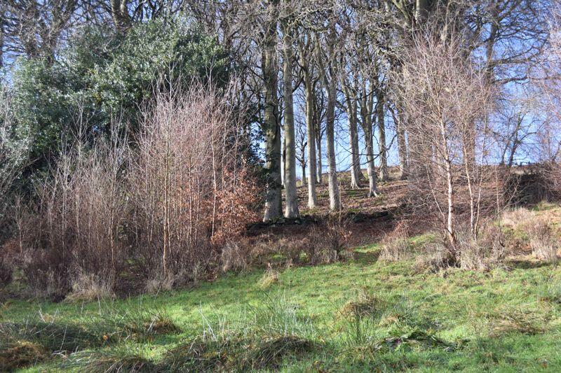 Woodland