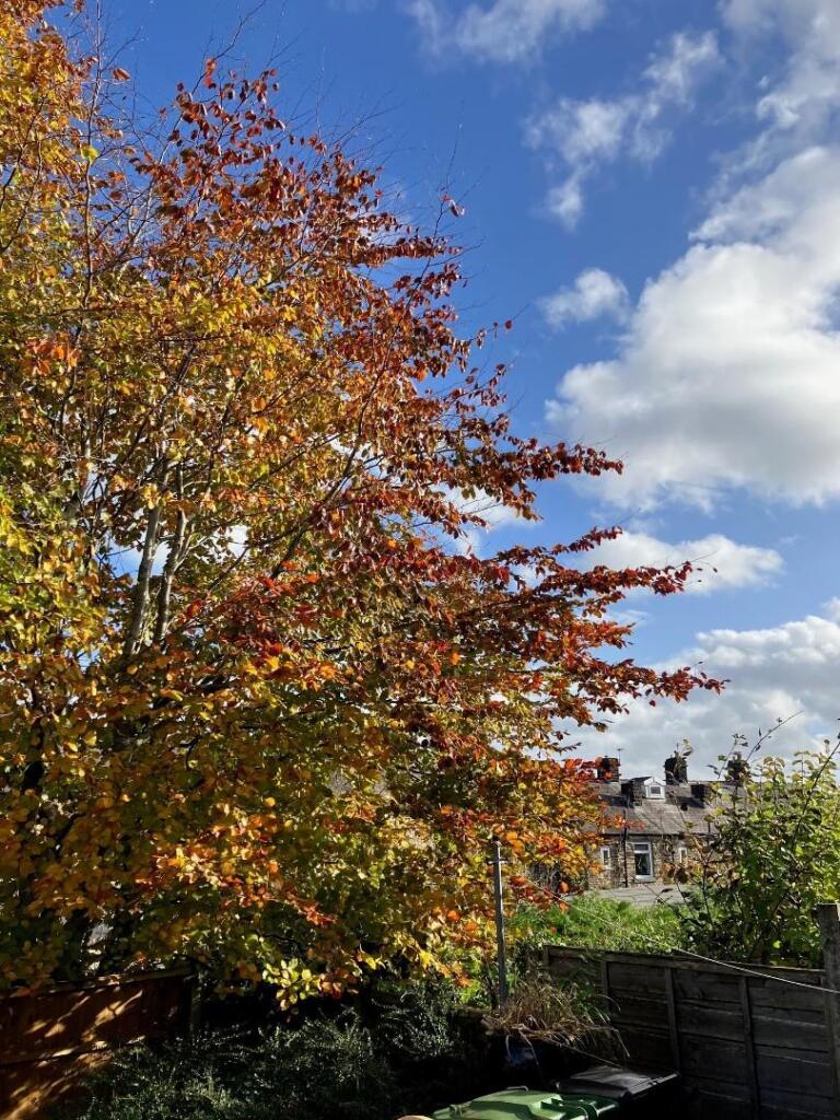 25 Fossgill Ave Tree.jpg