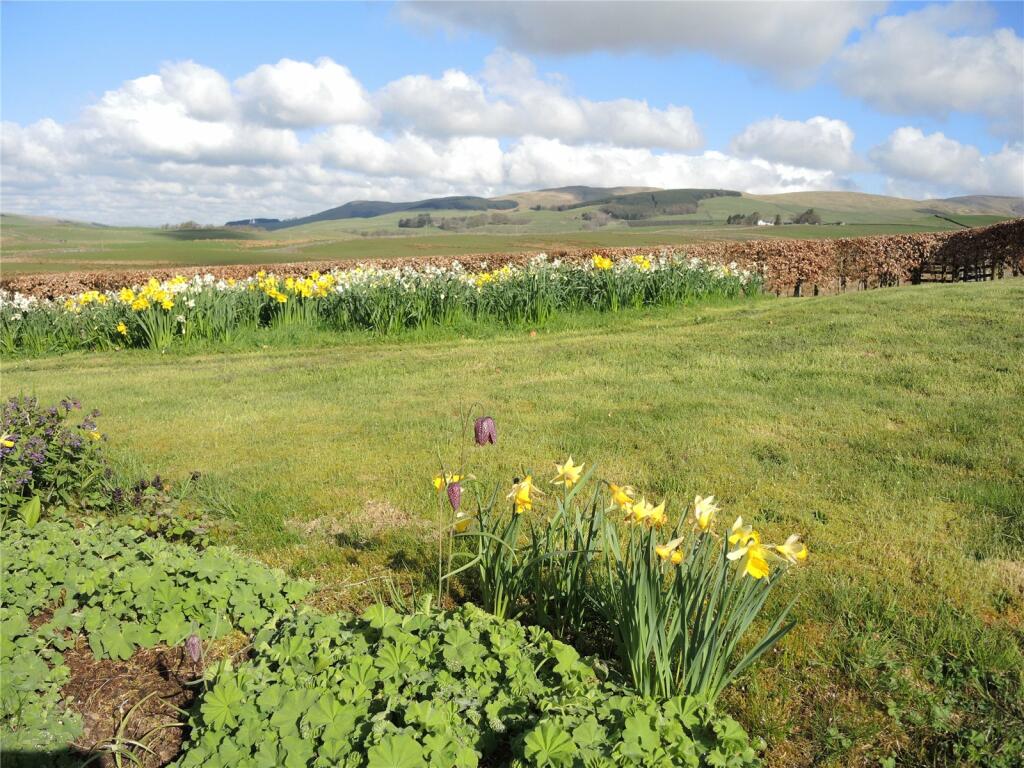 Daffodils