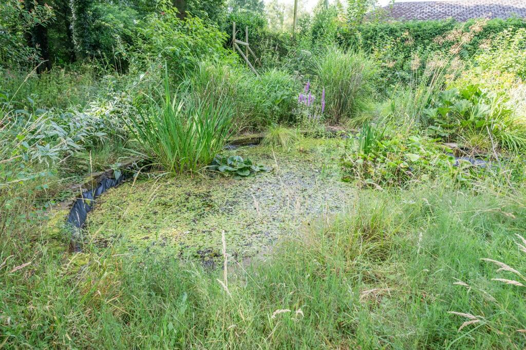 Pond