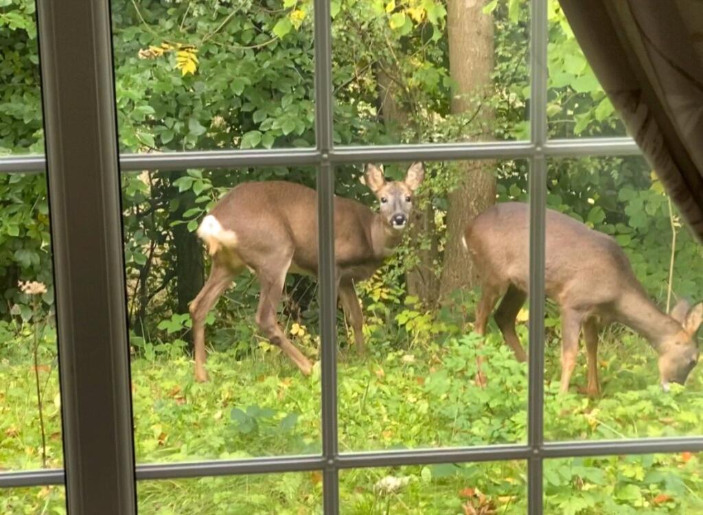 Deer Next To House