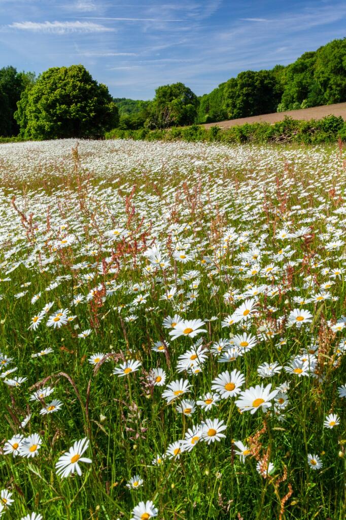 Wildflower Meadow