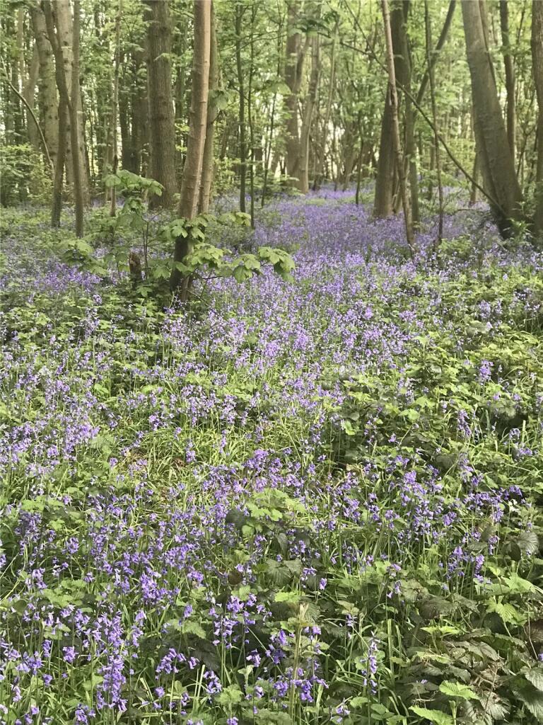Bluebell Wood