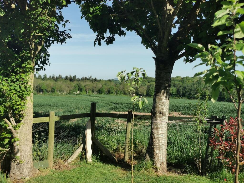 field view.jpg