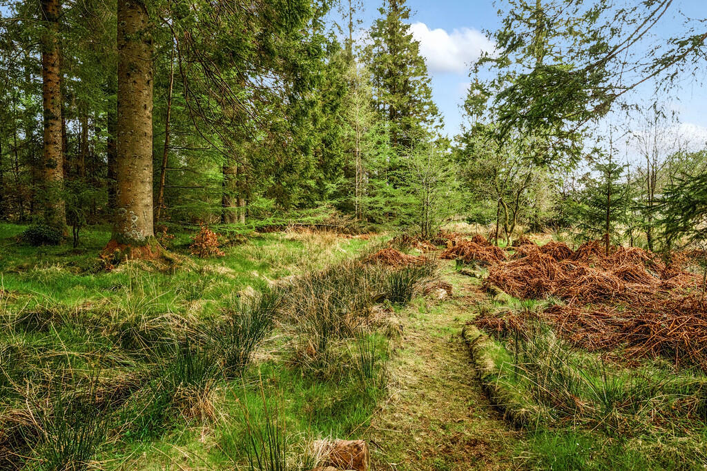 Woodland