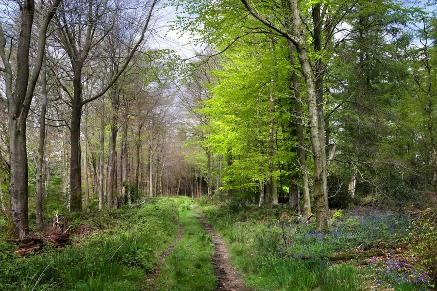 Woods 1.jpg