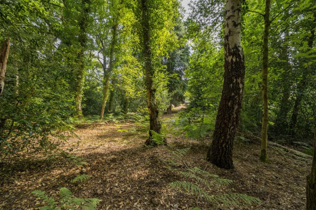 1317437-3-6867a037b13a3 (2).JPG