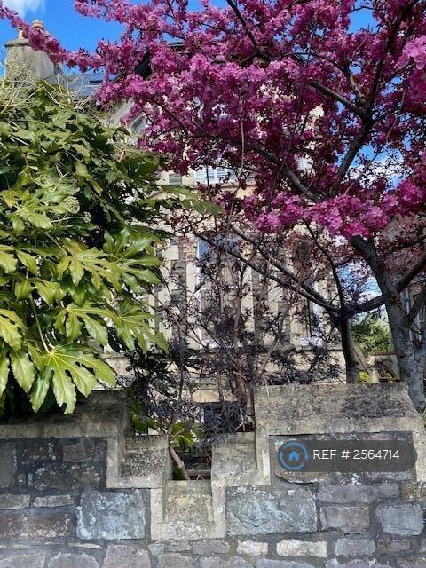 Cherry Blossom 4