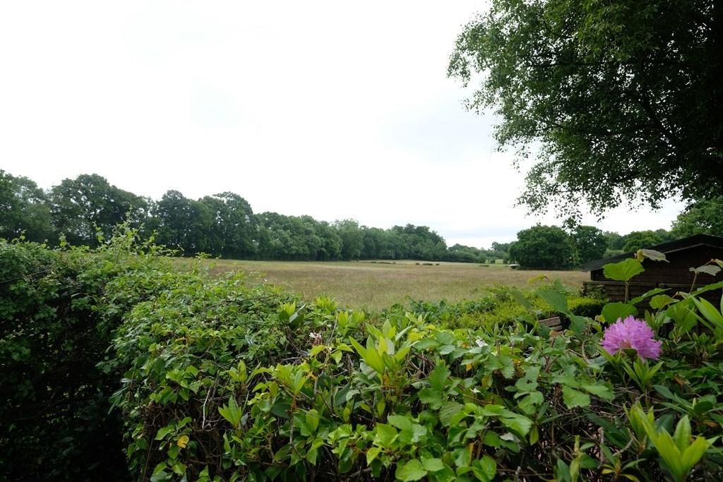 VIEW FROM GARDEN 