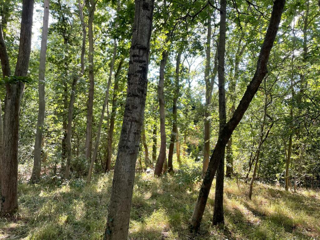 Wood