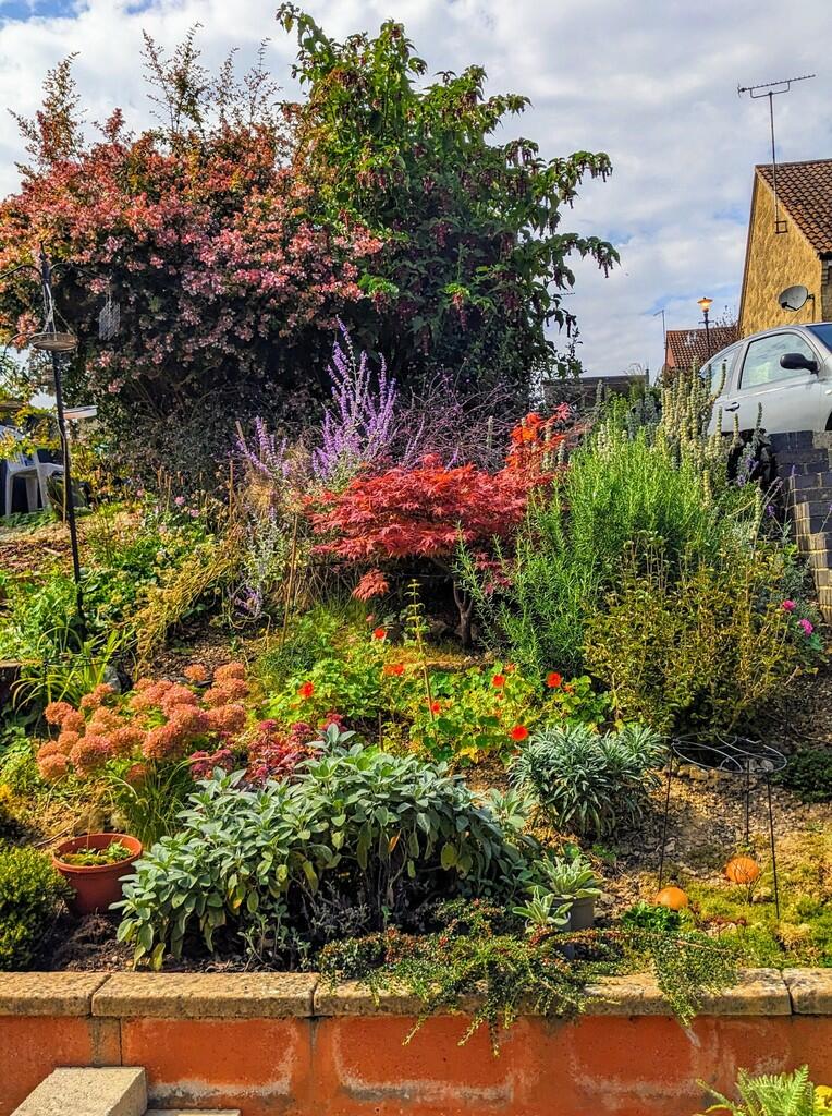 20241217-Garden 2