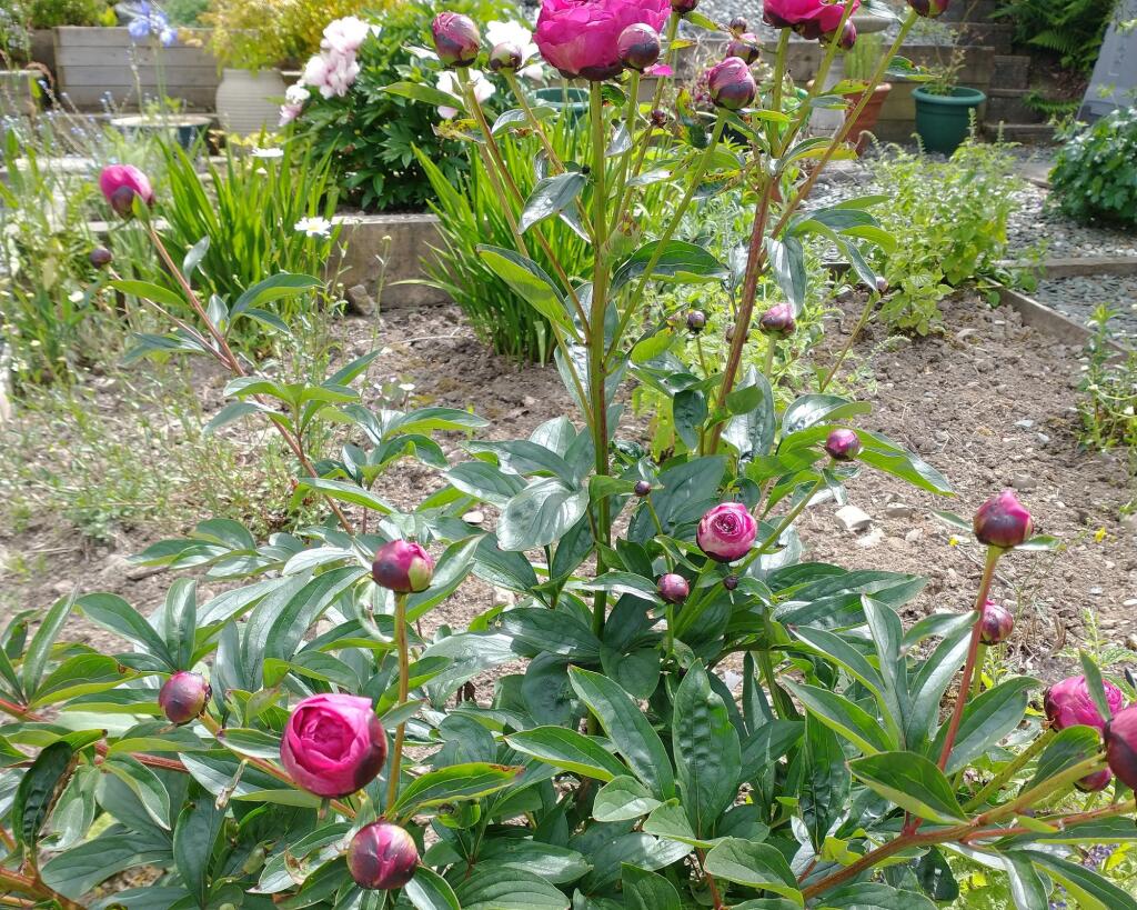 Summer Garden