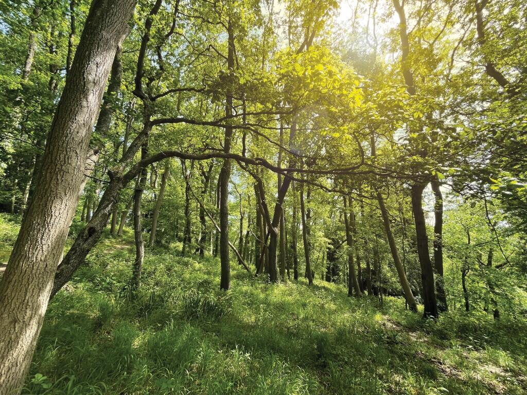 Fownhope walk
