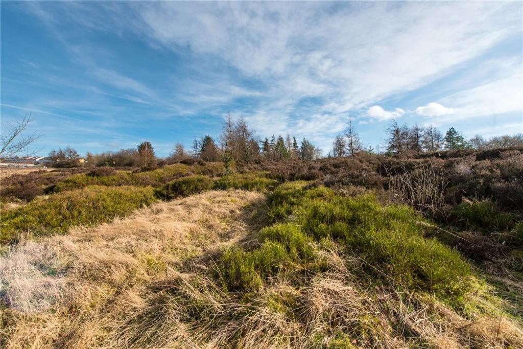 Scrubland 2