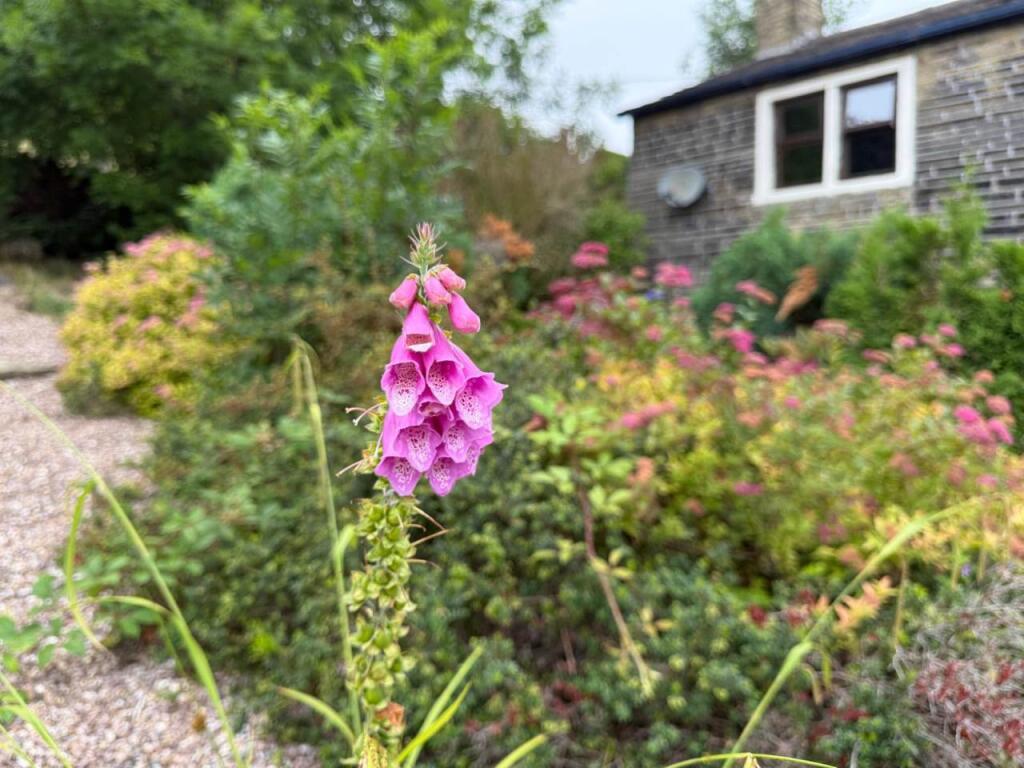 garden 2