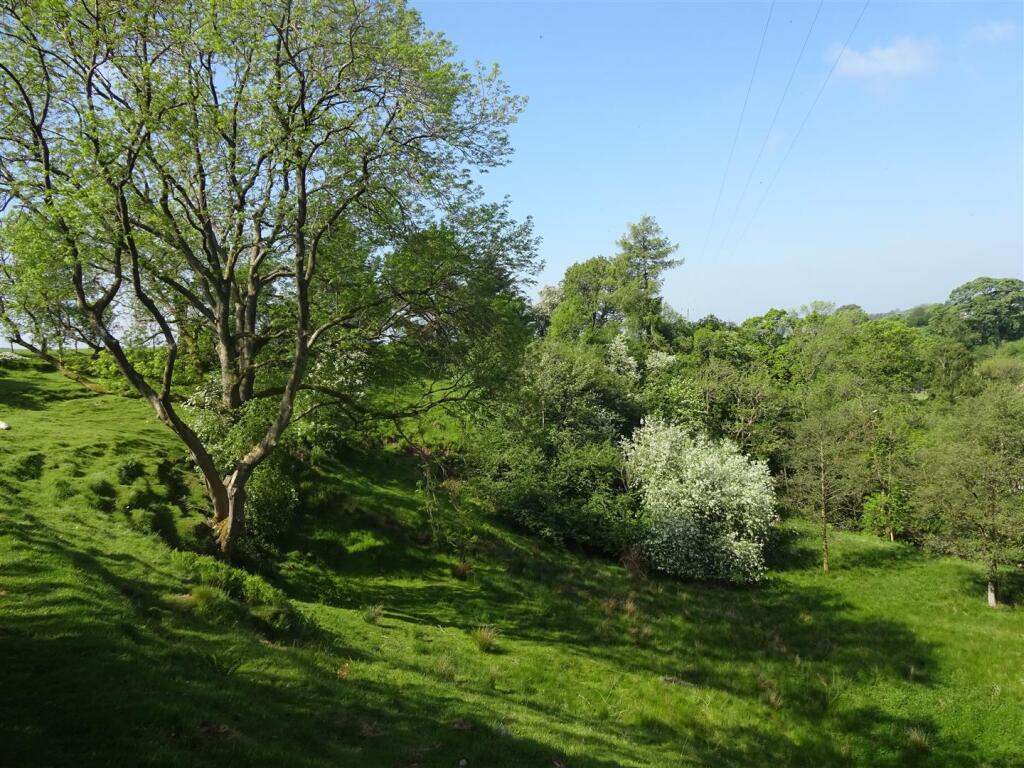 cherry blossom from down slope.jpeg