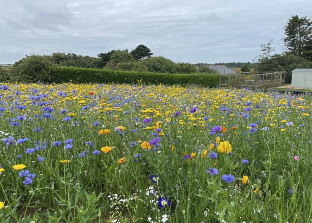 Monks Path Wild Flower Meadow.jpg