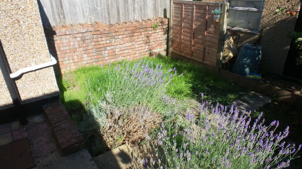 Courtyard garden