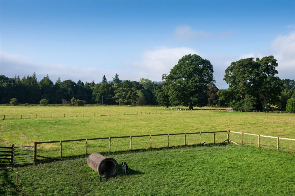 Dog Enclosure
