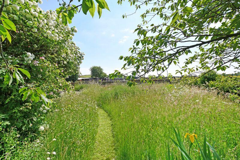 Meadow