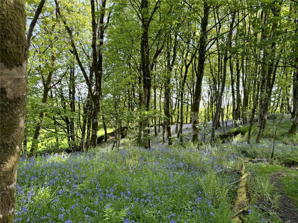 Woodland