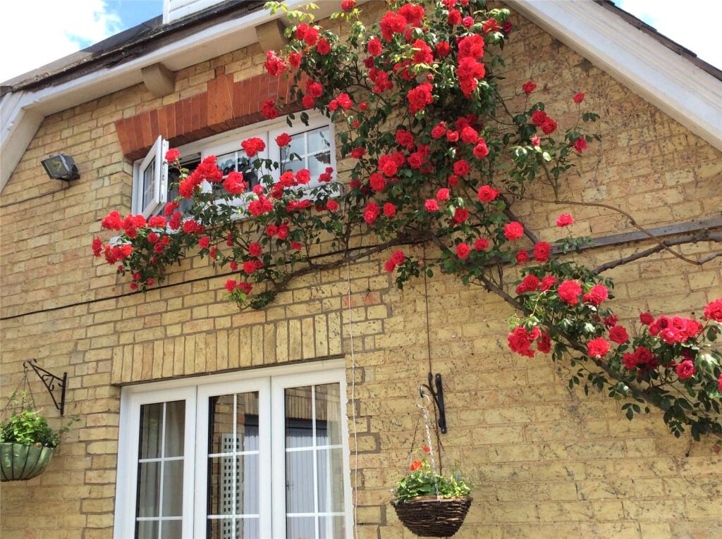 Roses