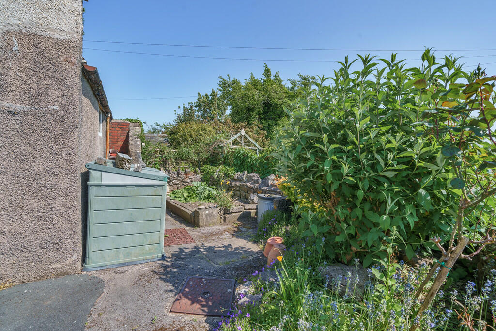 Rhubarb Patch 