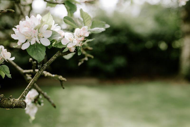 In Full Bloom